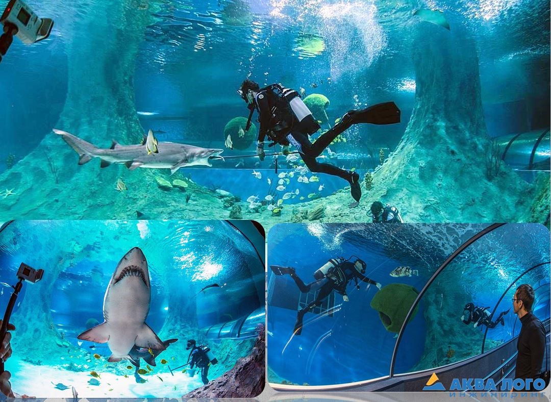 Feeding sharks and other fishes in the main sea aquarium