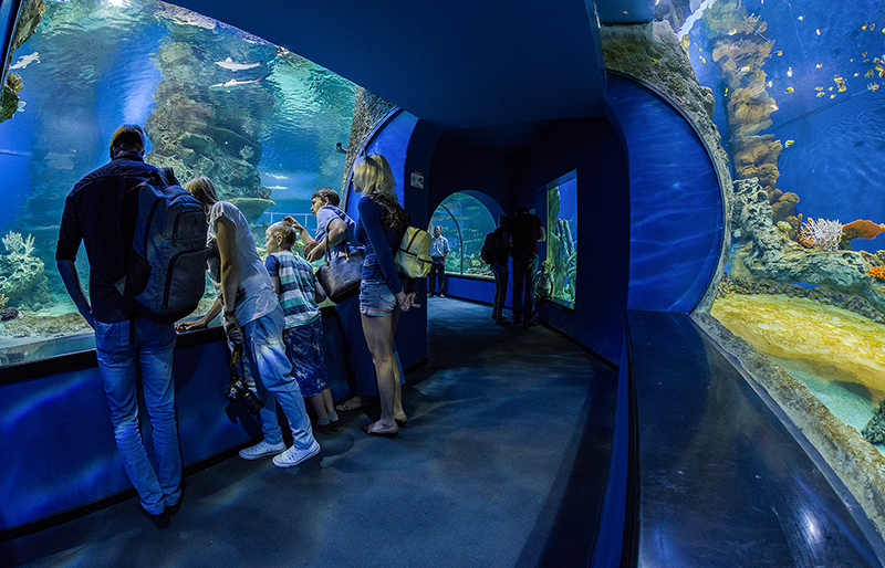 The main marine aquarium with a tunnel in the Oceanarium of Novorossiysk