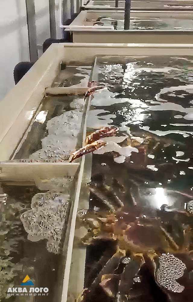 Live crabs on overstay in a tank with seawater