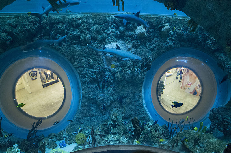 Белопёрые акулы держатся в сумраке нижней части аквариума у больших иллюминаторов