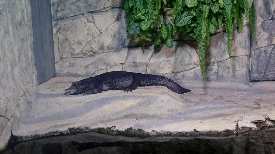 Один из редких обитателей акватеррариума - африканский тупорылый крокодил 