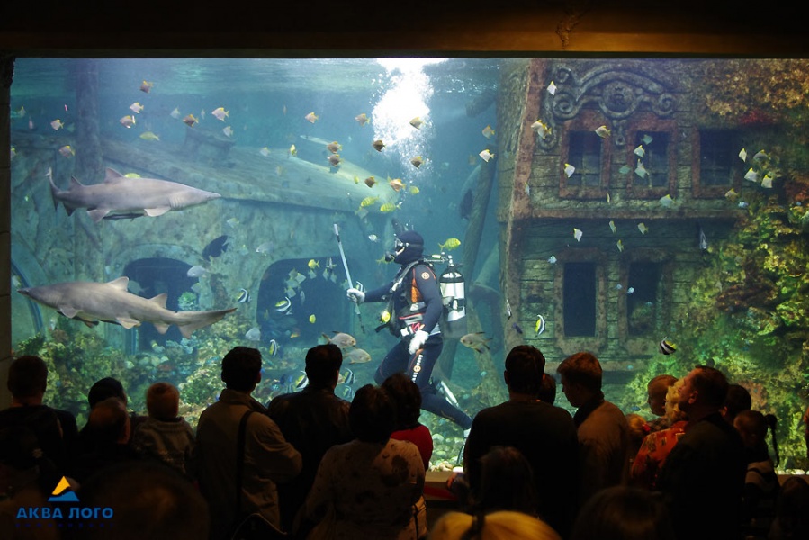 аквариум в аренду астана