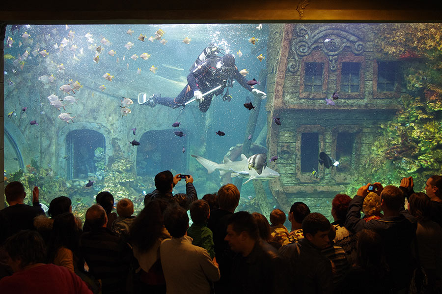 Через огромное окно главного аквариума посетителям удобно наблюдать за кормлением акул