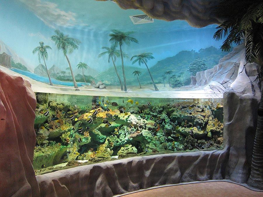Экспозиция "&laquo;Моря и океаны&raquo;" начинается открытым аквариумом с яркими тропическими рыбами кораллового рифа
