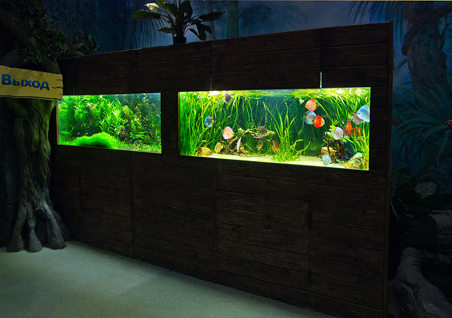 Two freshwater aquariums