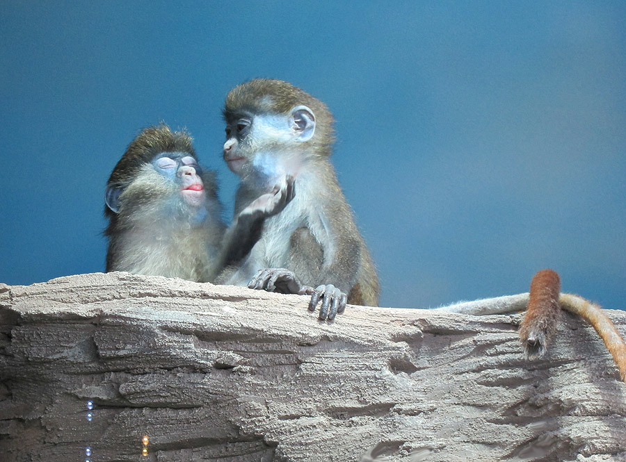 The white-nosed monkeys