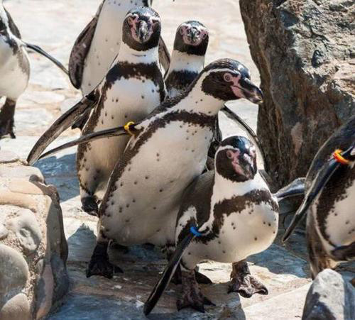 Пингвины моногамны