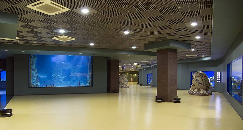 The exposition "Open sea. Main Sea Aquarium" 