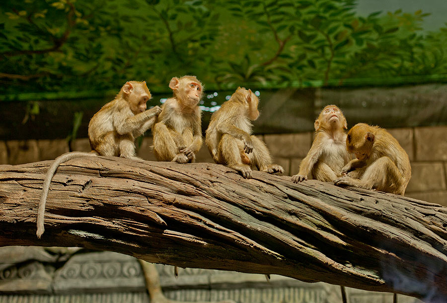 Вольер с яванскими макаками в экспозиции "Джунгли"