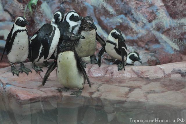 Очковые пингвины парке флоры и фауны "Роев ручей".jpg
