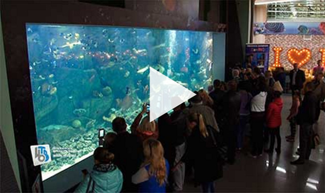 В ТРК «МегаГРИНН» открылся аквариум с акулами и экзотическими рыбами