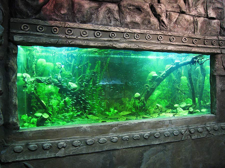 Пресноводный аквариум в экспозиции "Джунгли"