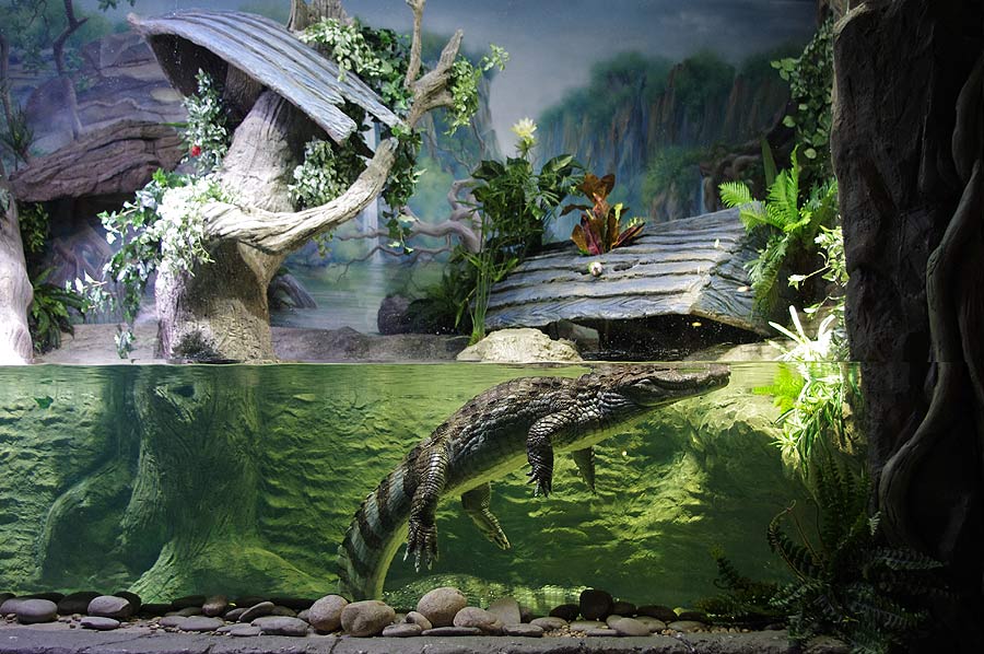 Акватеррариум с крокодиловыми кайманами в экспозиции "Джунгли"