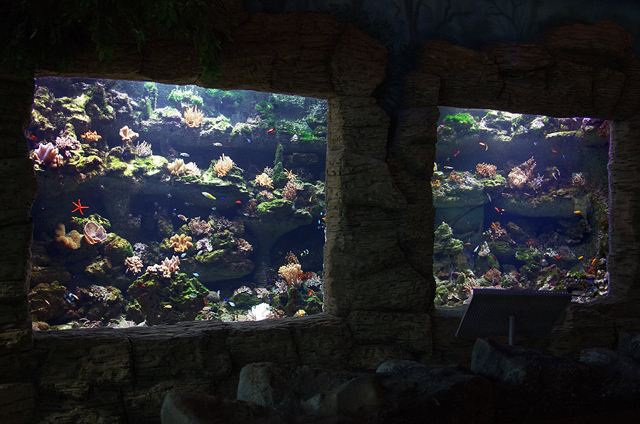 The largest in Russia marine aquarium "Coral reef"