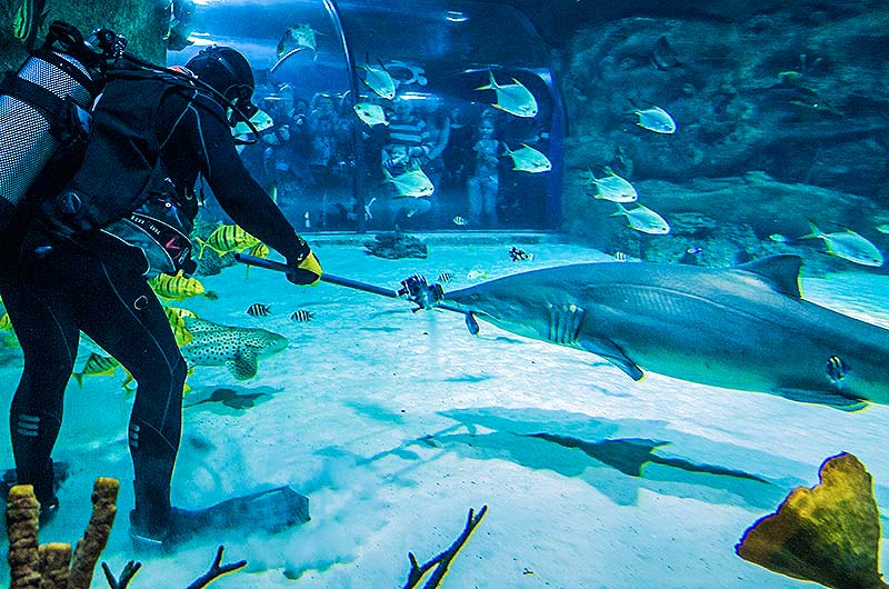 Кормление акул в главном морском аквариуме