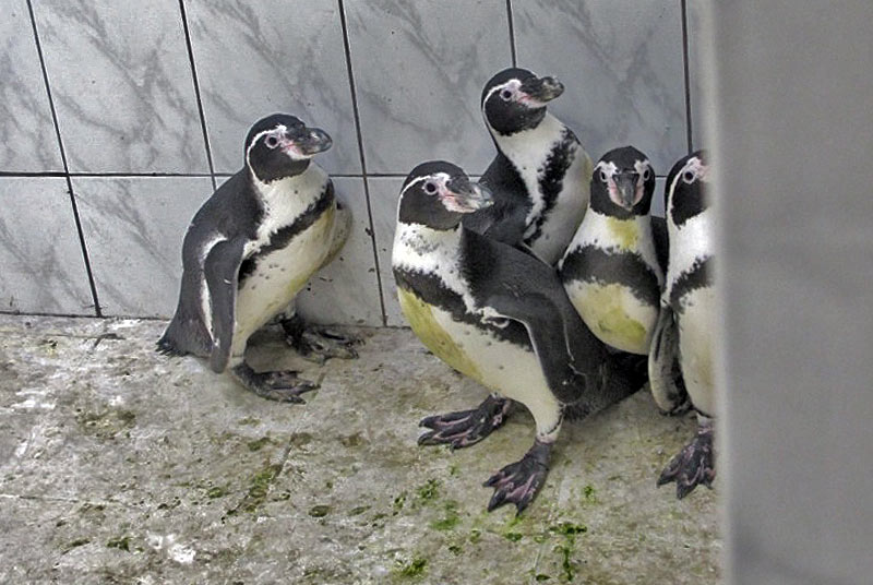 Пингвины в карантинном боксе Московского зоопарка