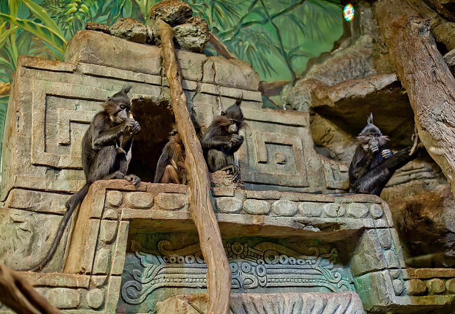 Вольер с древесными обезьянами мангобеями в экспозиции "Джунгли"