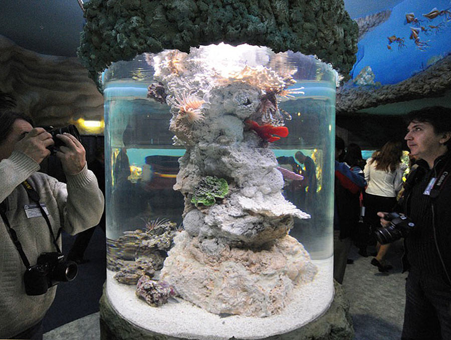 Цилиндрический аквариум с крылатками в экспозиции "Моря и океаны"