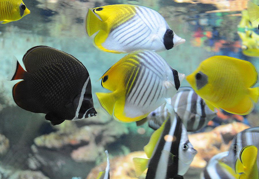 Тропические виды рыб в экспозиции "Моря и океаны"