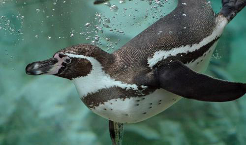 Пингвины общаются звуками