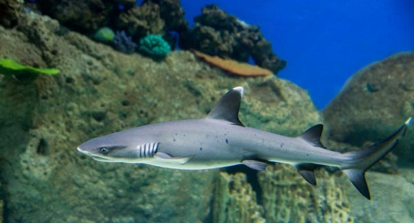 В аквариуме белоперая рифовая акула вырастает почти до двух метров