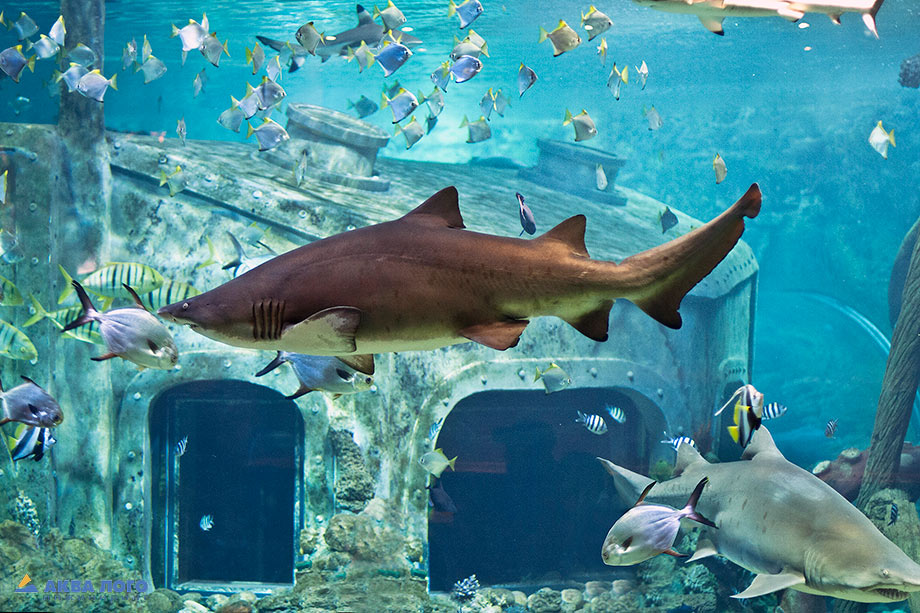 Песчаная тигровая акула в Воронежском океанариуме