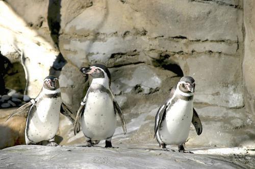Пингвины - это нелетающие птицы