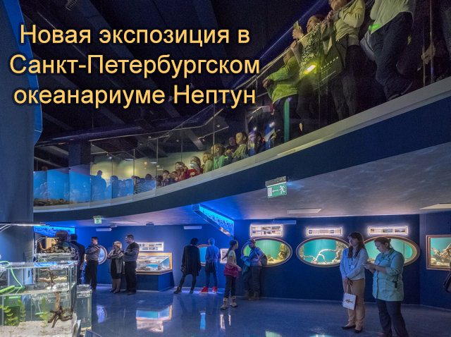 Построена новая экспозиция в Санкт-Петербургском океанариуме Нептун