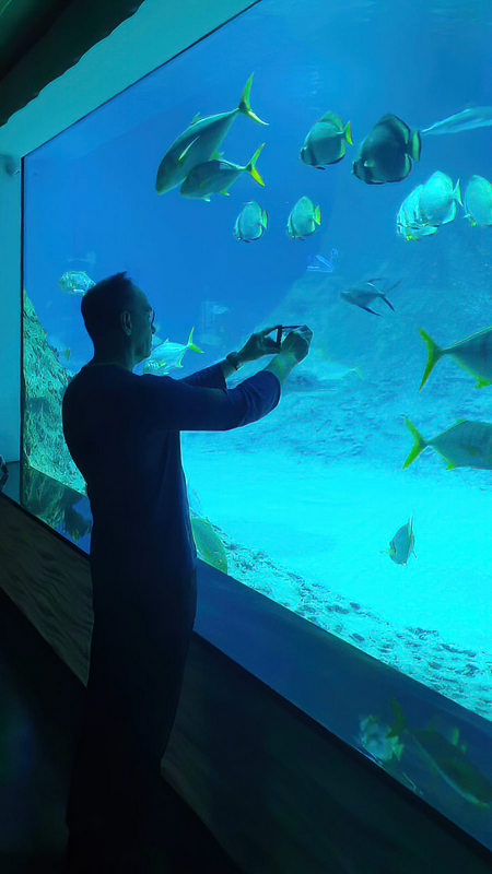 Фото Алексея Казакевича. У главного морского аквариума Акватики можно стоять часами, но лучше расположиться в креслах напротив