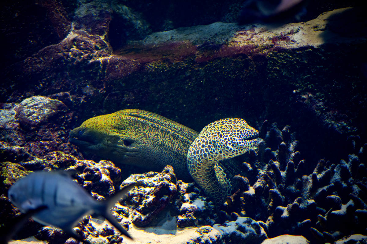 The morays in Kursk are now indistinguishable in size from the wild ones that live somewhere on the reefs of Mauritius Island
