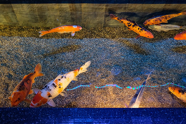 The famous ornamental Koi are delivered to the Moskvaarium by our company and looked after by our specialists. 