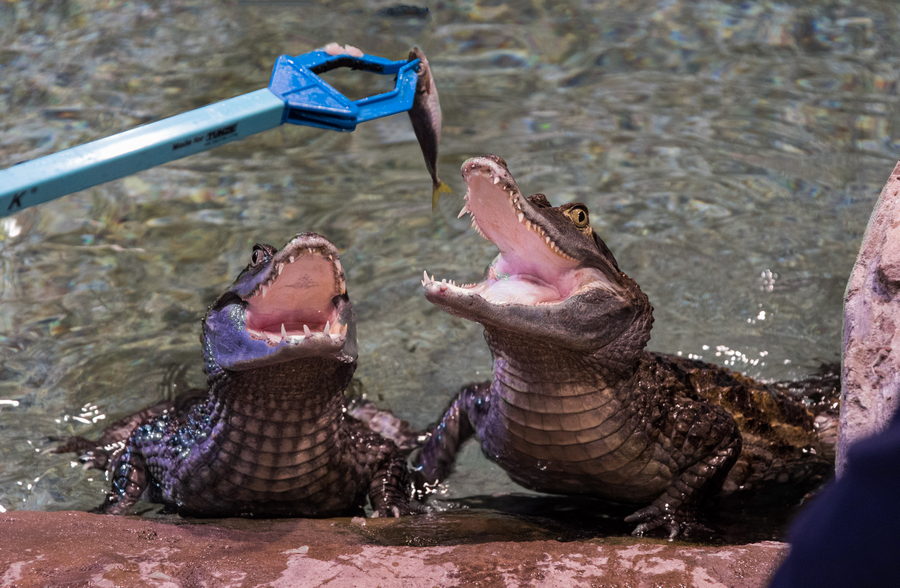 Обед крокодиловых кайманов