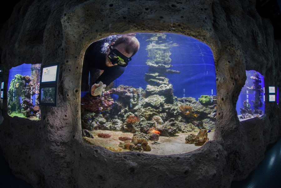 Очистка стёкол рифовых аквариумов