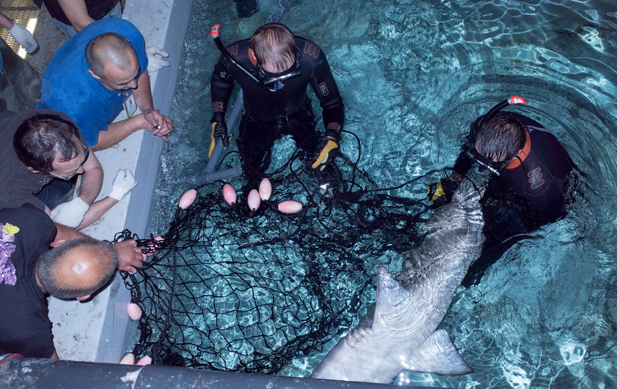 Тигровая акула освобождается от транспортировочной сети