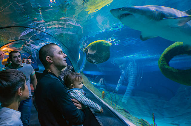 Inside the tunnel, visitors can see huge rays and sharks at arm's length.