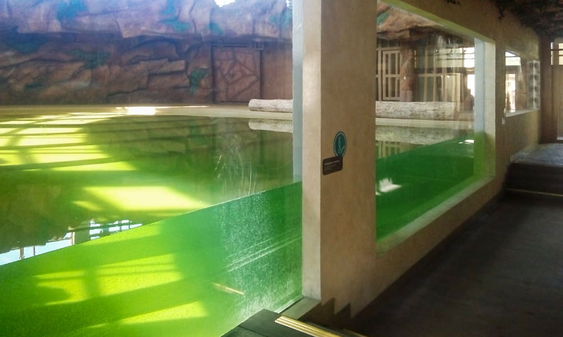 Glazing of the hippopotamus enclosure at the Kazan Zoo