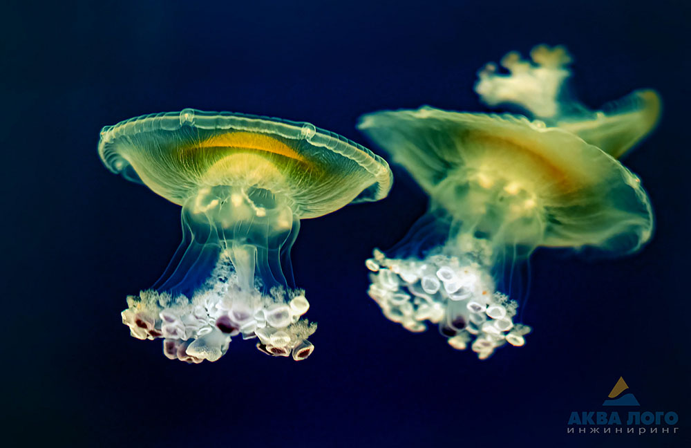 Аквариум с медузами
