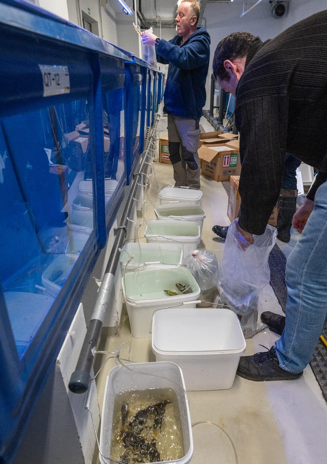 Из пакетов рыбу переводят в небольшие контейнеры для предварительной адаптации
