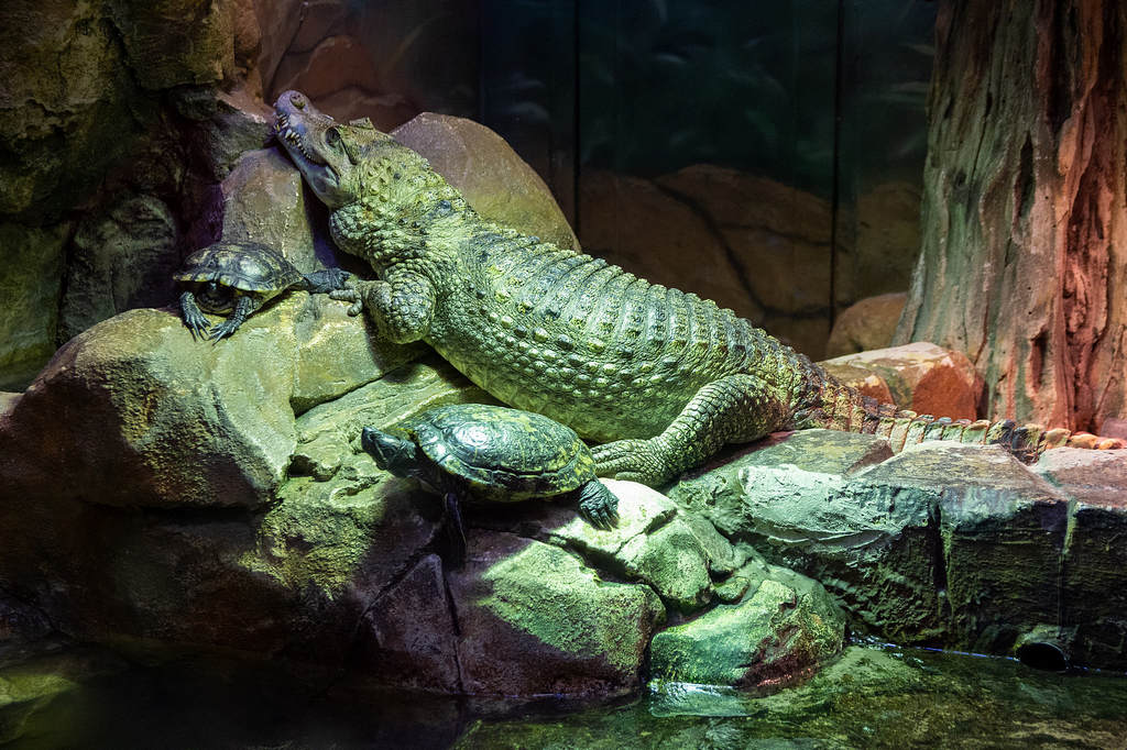 Каймановый крокодил и красноухие черепахи
