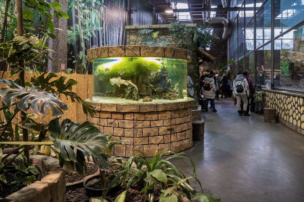 Цилиндрический аквариум с кошачьими акулами