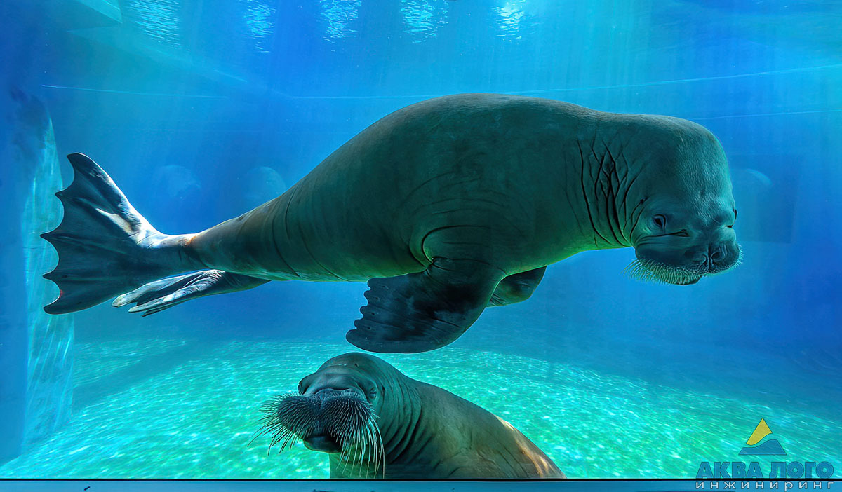 В бассейне моржей дружно живут три самки