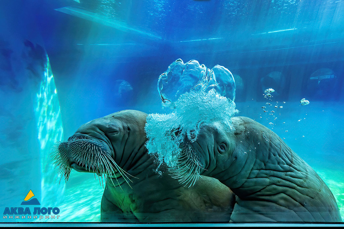 Эти моржихи любят подплывать к смотровым окнам и привлекать к себе внимание посетителей разными способами