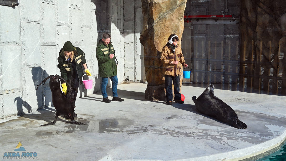 Киперы Московского зоопарка кормят и тренируют ластоногих