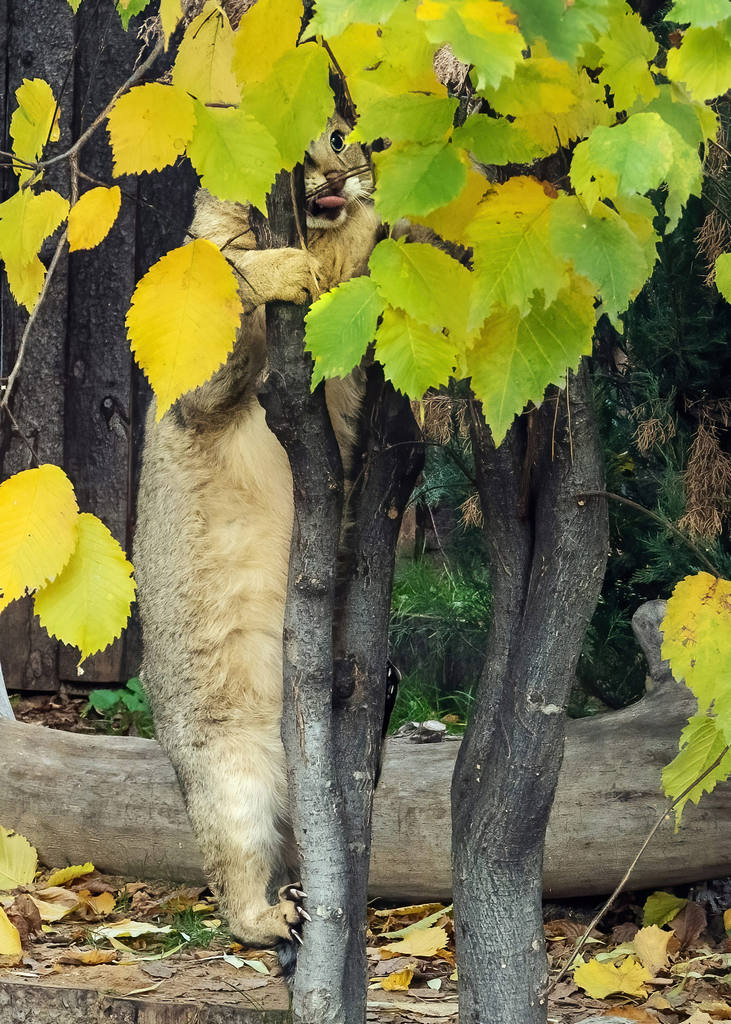 Кот нашёл спрятанный кипером на дереве кусочек мяса