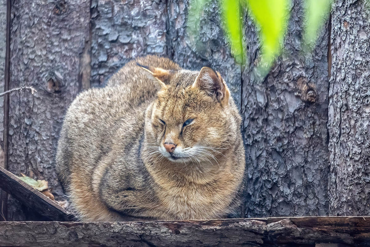 Сытый камышовый кот Заури может часами сидеть на возвышении в дальнем углу вольера, изредка поглядывая по сторонам