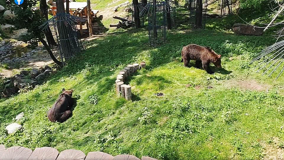 Как им и положено в августе, медведи налегают на растительную пищу