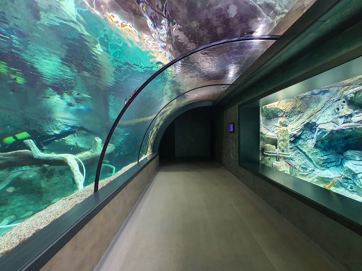 Справа большой аквариум с осетровыми видами рыб