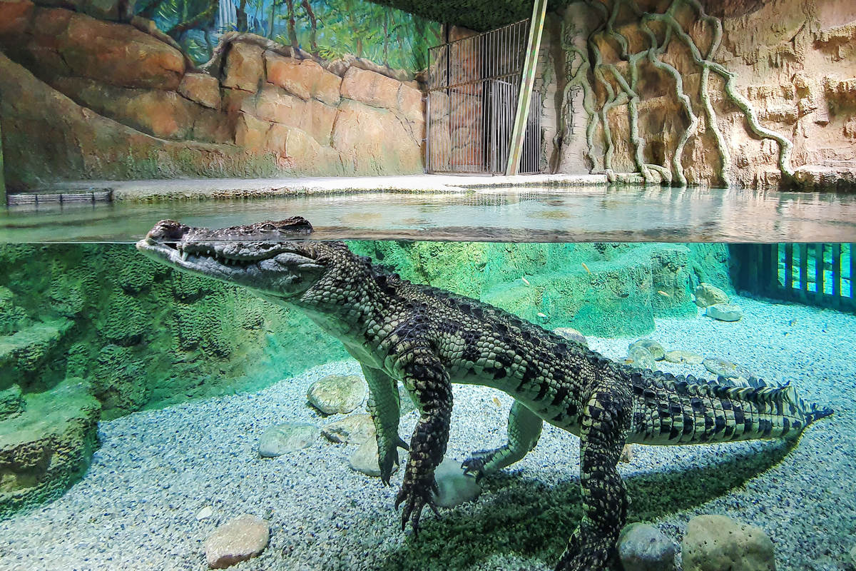 Крокодилы не прочь покрасоваться перед посетителями
