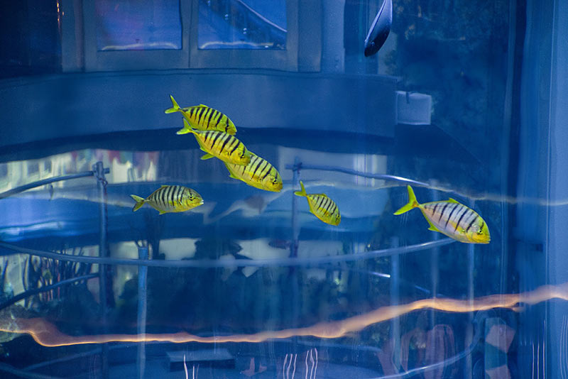 Самые яркие представители ихтиофауны аквариума - золотые каранги. На заднем плане - верх кабины лифта