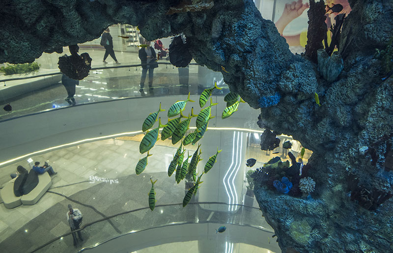 Стая золотых карангов обычно плавает в аквариуме против часовой стрелки